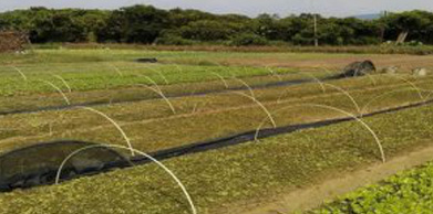 Agriculture Agriculture
